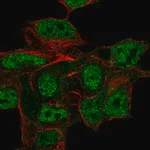 Merck Anti-CSPG5 antibody produced in rabbit