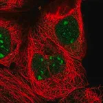 Merck Anti-ZXDC antibody produced in rabbit