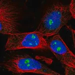 Merck Anti-FBL antibody produced in rabbit