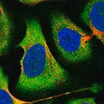 Merck Anti-EIF2B1 antibody produced in rabbit