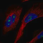 Merck Anti-GLTSCR2 antibody produced in rabbit