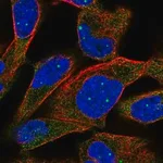 Merck Anti-TPP2 antibody produced in rabbit
