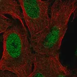Merck Anti-ZNF296 antibody produced in rabbit