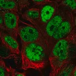 Merck Anti-CDX2 antibody produced in rabbit