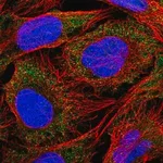 Merck Anti-SLC18B1 antibody produced in rabbit