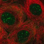 Merck Anti-NOL7 antibody produced in rabbit