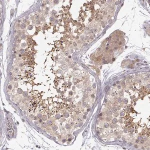 Merck Anti-ERGIC2 antibody produced in rabbit
