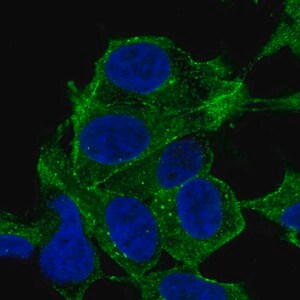 Merck Anti-SYNPO2 antibody produced in rabbit