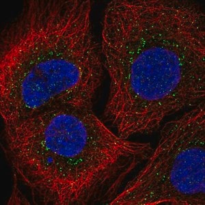 Merck Anti-IL2RG antibody produced in rabbit