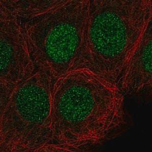 Merck Anti-SIRT6 antibody produced in rabbit