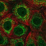 Merck Anti-ICAM3 antibody produced in rabbit