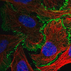 Merck Anti-AFDN antibody produced in rabbit