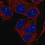 Merck Anti-FGF14 antibody produced in rabbit