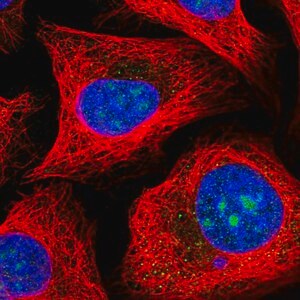 Merck Anti-MPHOSPH10 antibody produced in rabbit