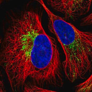 Merck Anti-ZNF211 antibody produced in rabbit