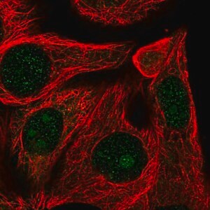 Merck Anti-RRP12 antibody produced in rabbit