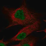 Merck Anti-OLFM2 antibody produced in rabbit