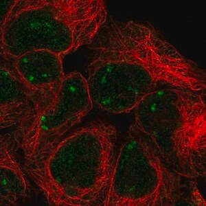 Merck Anti-SNAPC2 antibody produced in rabbit