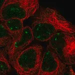 Merck Anti-SNAPC2 antibody produced in rabbit