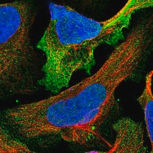 Merck Anti-CSPG4 antibody produced in rabbit
