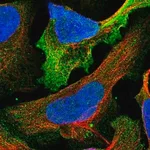 Merck Anti-CSPG4 antibody produced in rabbit