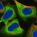 Merck Anti-MIPOL1 antibody produced in rabbit