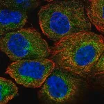 Merck Anti-AIP antibody produced in rabbit