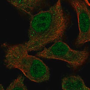 Merck Anti-MEGF9 antibody produced in rabbit