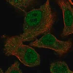 Merck Anti-MEGF9 antibody produced in rabbit