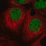 Merck Anti-MIER1 antibody produced in rabbit