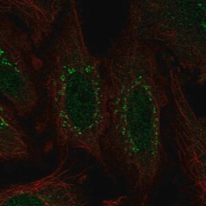 Merck Anti-WDR88 antibody produced in rabbit