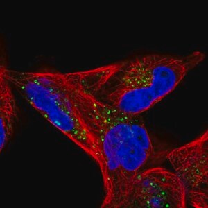 Merck Anti-CD82 antibody produced in rabbit