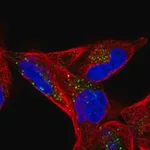 Merck Anti-CD82 antibody produced in rabbit