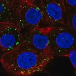 Merck Anti-PIGQ antibody produced in rabbit