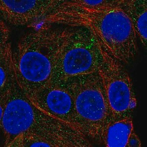 Merck Anti-ICA1 antibody produced in rabbit