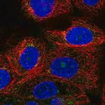 Merck Anti-VPS51 antibody produced in rabbit