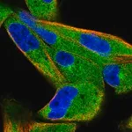 Merck Anti-SPAG9 antibody produced in rabbit