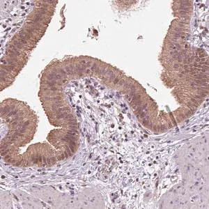 Merck Anti-RNPEP antibody produced in rabbit