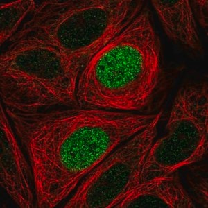 Merck Anti-PHLDB1 antibody produced in rabbit
