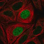 Merck Anti-PHLDB1 antibody produced in rabbit