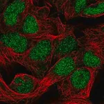 Merck Anti-FAM208B antibody produced in rabbit