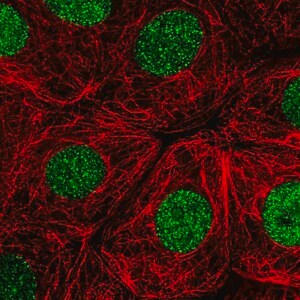 Merck Anti-RITA1 antibody produced in rabbit