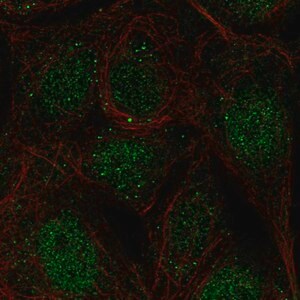 Merck Anti-CCDC63 antibody produced in rabbit