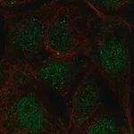 Merck Anti-CCDC63 antibody produced in rabbit