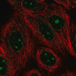Merck Anti-GLE1 antibody produced in rabbit