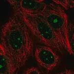Merck Anti-GLE1 antibody produced in rabbit