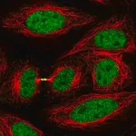 Merck Anti-KIF4A antibody produced in rabbit