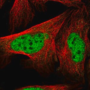 Merck Anti-LENG8 antibody produced in rabbit