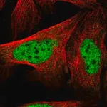 Merck Anti-LENG8 antibody produced in rabbit