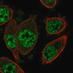 Merck Anti-SOX12 antibody produced in rabbit